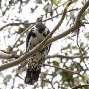 Leucosarcia melanoleuca at Paddys River, ACT - 17 Mar 2021 02:40 PM