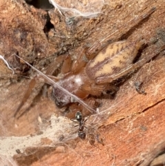 Clubiona sp. (genus) (Unidentified Stout Sac Spider) at Murrumbateman, NSW - 25 Mar 2021 by SimoneC