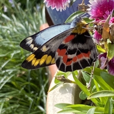 Delias harpalyce (Imperial Jezebel) at Deakin, ACT - 27 Mar 2021 by Shane3319