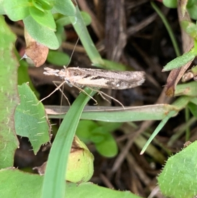 Hednota pedionoma (Pasture Webworm) at Murrumbateman, NSW - 27 Mar 2021 by SimoneC