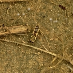 Notonectidae (family) at Murrumbateman, NSW - 27 Mar 2021 05:01 PM