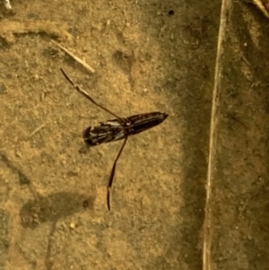 Notonectidae (family) at Murrumbateman, NSW - 27 Mar 2021 05:02 PM