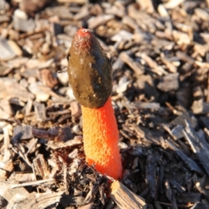 Phallus rubicundus at Throsby, ACT - 27 Mar 2021