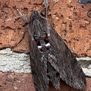 Agrius convolvuli at Basin View, NSW - 25 Mar 2021 11:25 AM