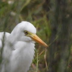 Ardea plumifera (Plumed Egret) at Tuggeranong Creek to Monash Grassland - 14 Mar 2021 by Liam.m