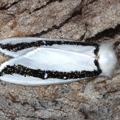 Oenosandra boisduvalii (Boisduval's Autumn Moth) at Mount Ainslie - 24 Mar 2021 by jb2602