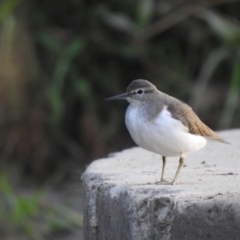 Actitis hypoleucos (Common Sandpiper) at Tuggeranong Creek to Monash Grassland - 3 Mar 2021 by Liam.m