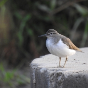 Actitis hypoleucos at Monash, ACT - 3 Mar 2021