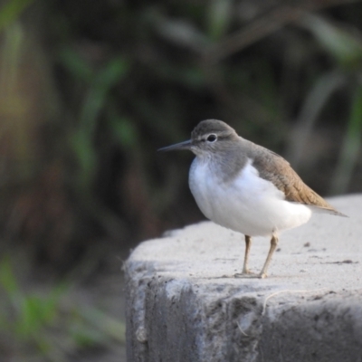 Actitis hypoleucos (Common Sandpiper) at Isabella Pond - 3 Mar 2021 by Liam.m