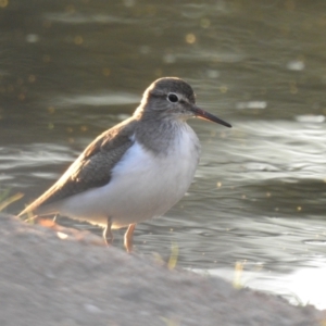 Actitis hypoleucos at Monash, ACT - 3 Mar 2021