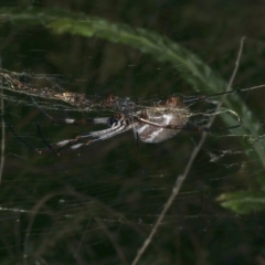Trichonephila edulis (Golden orb weaver) at Ainslie, ACT - 24 Mar 2021 by jb2602