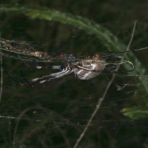 Trichonephila edulis at Ainslie, ACT - 24 Mar 2021 05:21 PM