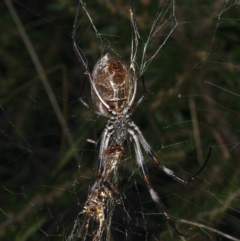 Trichonephila edulis at Ainslie, ACT - 24 Mar 2021