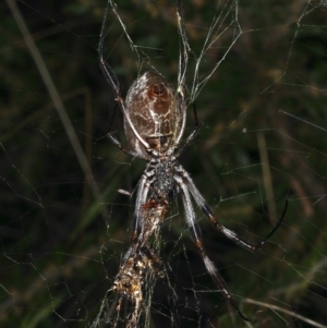 Trichonephila edulis at Ainslie, ACT - 24 Mar 2021 05:21 PM