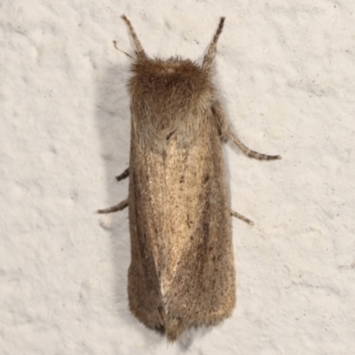 Bathytricha truncata (Sugarcane Stem Borer, Maned Moth) at Melba, ACT - 23 Mar 2021 by kasiaaus