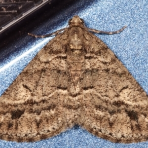 Lipogya eutheta at Melba, ACT - 24 Mar 2021 01:02 AM