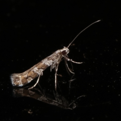 Acrocercops irrorata (A Leaf Miner (Gracillariidae)) at Melba, ACT - 23 Mar 2021 by kasiaaus