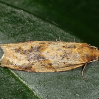 Merophyas divulsana (Lucerne Leafroller (Tortricinae, Archipini) at Melba, ACT - 24 Mar 2021 by kasiaaus