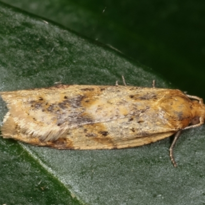 Merophyas divulsana (Lucerne Leafroller) at Melba, ACT - 23 Mar 2021 by kasiaaus