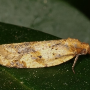 Merophyas divulsana at Melba, ACT - 24 Mar 2021 07:56 AM