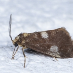 Anestia (genus) (A tiger moth) at Melba, ACT - 23 Mar 2021 by kasiaaus