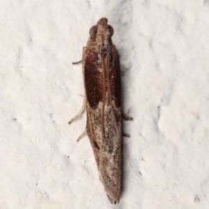 Phycitinae (subfamily) at Melba, ACT - 24 Mar 2021