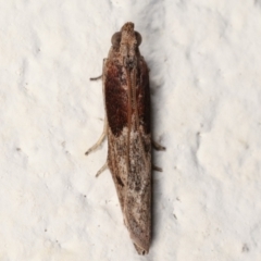 Phycitinae (subfamily) (A snout moth) at Melba, ACT - 24 Mar 2021 by kasiaaus