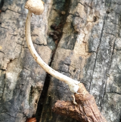 Unidentified Cap on a stem; gills below cap [mushrooms or mushroom-like] by drakes