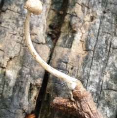 Unidentified Cap on a stem; gills below cap [mushrooms or mushroom-like] at Cook, ACT - 25 Mar 2021 by drakes
