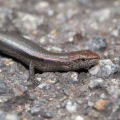 Lampropholis delicata (Delicate Skink) at ANBG - 26 Mar 2021 by TimL