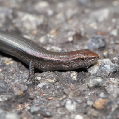 Lampropholis delicata (Delicate Skink) at Downer, ACT - 26 Mar 2021 by TimL