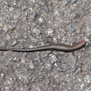 Lampropholis delicata at Downer, ACT - 26 Mar 2021 11:52 AM