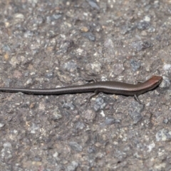 Lampropholis delicata at Downer, ACT - 26 Mar 2021 11:52 AM