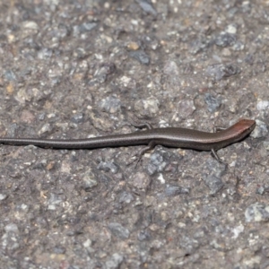 Lampropholis delicata at Downer, ACT - 26 Mar 2021 11:52 AM