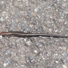 Lampropholis delicata at Downer, ACT - 26 Mar 2021 11:52 AM