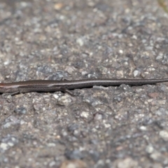 Lampropholis delicata at Downer, ACT - 26 Mar 2021 11:52 AM