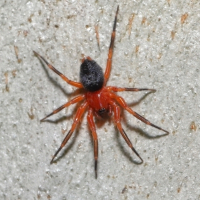 Nicodamidae (family) (Red and Black Spider) at ANBG - 26 Mar 2021 by TimL