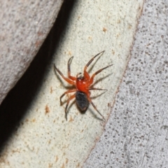 Nicodamidae (family) at Downer, ACT - 26 Mar 2021 12:59 PM