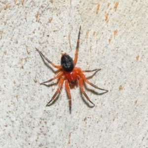 Nicodamidae (family) at Downer, ACT - 26 Mar 2021 12:59 PM