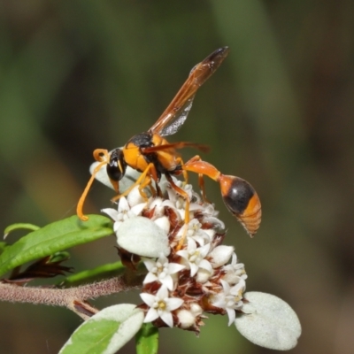 Delta bicinctum (Potter wasp) at ANBG - 26 Mar 2021 by TimL