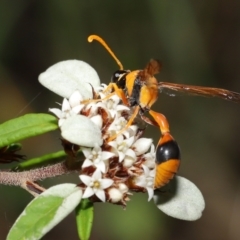 Delta bicinctum at Acton, ACT - 26 Mar 2021