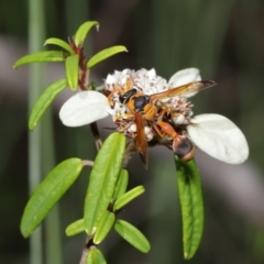 Delta bicinctum at Acton, ACT - 26 Mar 2021