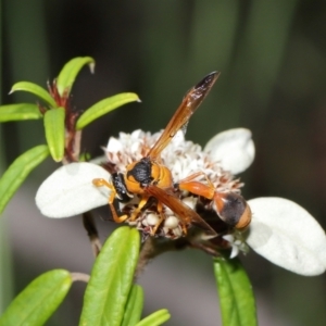 Delta bicinctum at Acton, ACT - 26 Mar 2021