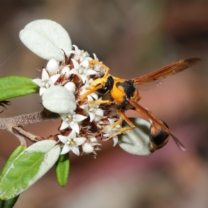 Delta bicinctum at Acton, ACT - 26 Mar 2021