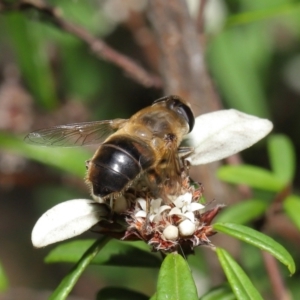 Eristalis tenax at Acton, ACT - 26 Mar 2021