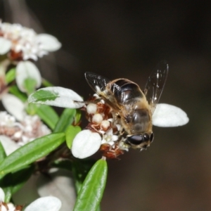 Eristalis tenax at Acton, ACT - 26 Mar 2021