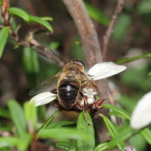 Eristalis tenax at Acton, ACT - 26 Mar 2021