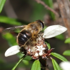 Eristalis tenax at Acton, ACT - 26 Mar 2021