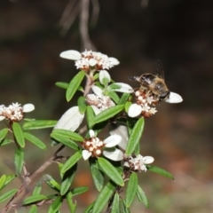 Eristalis tenax at Acton, ACT - 26 Mar 2021