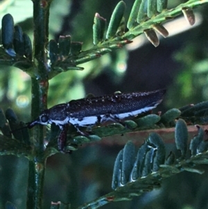 Rhinotia sp. (genus) at Stromlo, ACT - suppressed